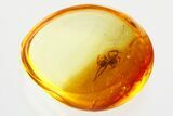 Detailed Fossil Spider (Araneae) In Baltic Amber - Jewelry Quality #357876-1